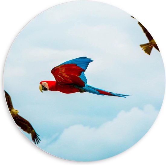 WallClassics - PVC Schuimplaat Muurcirkel - Vliegende Vogels Ara Papegaaien - 60x60 cm Foto op Muurcirkel (met ophangsysteem)