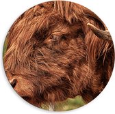 WallClassics - Dibond Muurcirkel - Bruine Stier Buiten - 80x80 cm Foto op Aluminium Muurcirkel (met ophangsysteem)