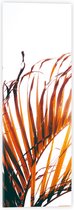 WallClassics - Acrylglas - Bruine Palmbladeren - 20x60 cm Foto op Acrylglas (Wanddecoratie op Acrylaat)