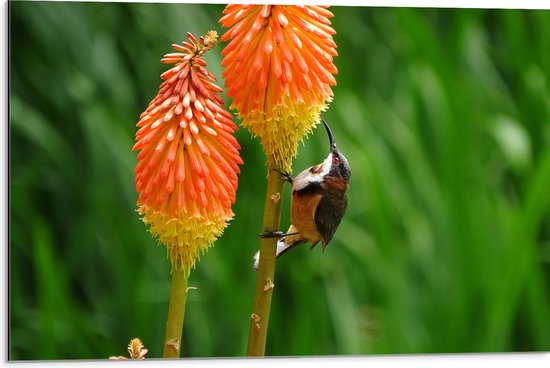 WallClassics - Dibond - Zwarthalshoning Vogel op oranje Vuurpijl Bloem - 75x50 cm Foto op Aluminium (Met Ophangsysteem)