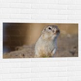 WallClassics - Muursticker - Washington Grond Eekhoorn - 100x50 cm Foto op Muursticker