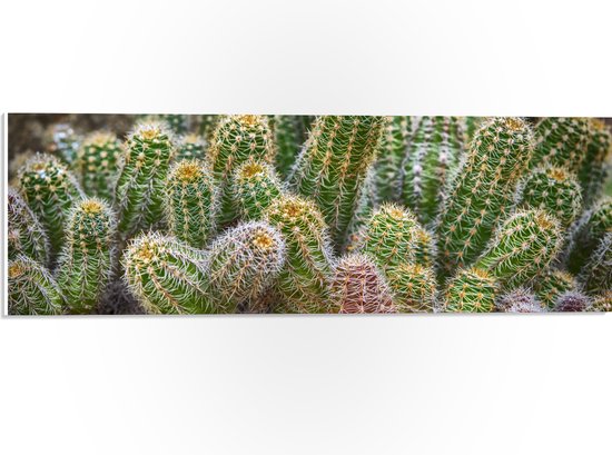 WallClassics - PVC Schuimplaat - Kleine Cactussen bij Elkaar - 60x20 cm Foto op PVC Schuimplaat (Met Ophangsysteem)