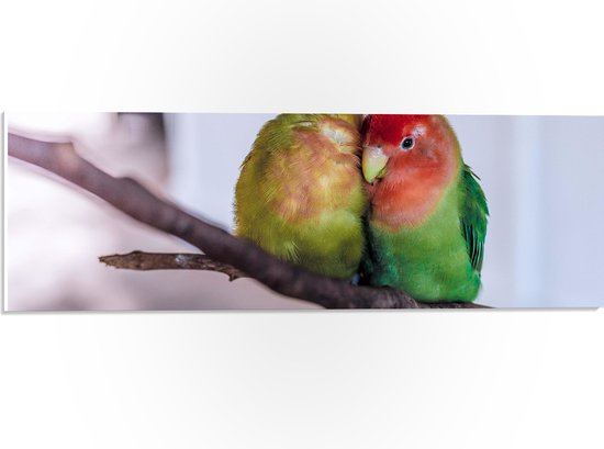 WallClassics - PVC Schuimplaat- Twee Verliefde Vogeltjes op een Tak - 60x20 cm Foto op PVC Schuimplaat