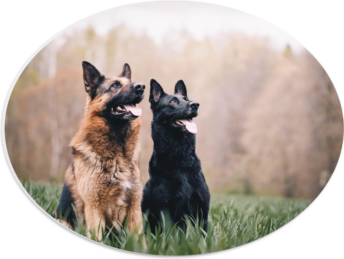 WallClassics - PVC Schuimplaat Ovaal - Twee Herders Honden in het Gras - 40x30 cm Foto op Ovaal (Met Ophangsysteem)