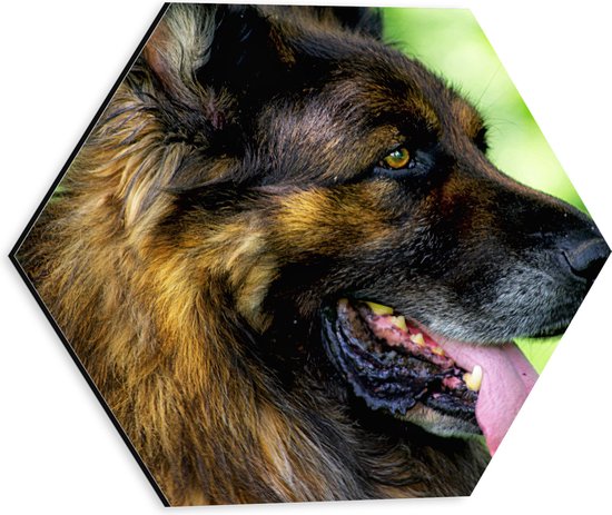 WallClassics - Dibond Hexagon - Uitgeputte Shepherd Hond - 30x26.1 cm Foto op Hexagon (Met Ophangsysteem)