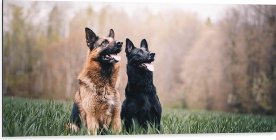 WallClassics - Dibond - Twee Herders Honden in het Gras - 100x50 cm Foto op Aluminium (Met Ophangsysteem)