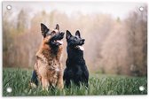 WallClassics - Tuinposter – Twee Herders Honden in het Gras - 60x40 cm Foto op Tuinposter  (wanddecoratie voor buiten en binnen)