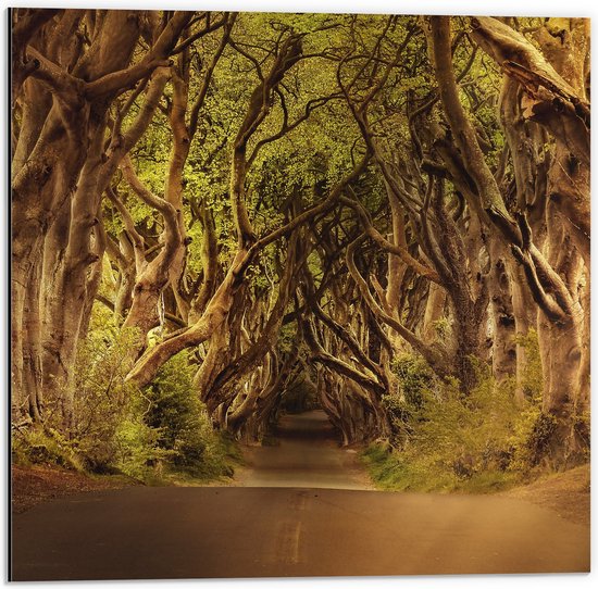 WallClassics - Dibond - Krokelende Bomen over Krokelende Weg - 50x50 cm Foto op Aluminium (Met Ophangsysteem)