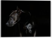 WallClassics - Acrylglas - Zwarte Hond met Donkere Achtergrond - 40x30 cm Foto op Acrylglas (Wanddecoratie op Acrylaat)