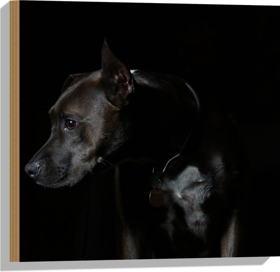 WallClassics - Hout - Zwarte Hond met Donkere Achtergrond - 50x50 cm - 12 mm dik - Foto op Hout (Met Ophangsysteem)