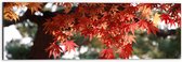 WallClassics - Dibond - Rode Bladeren aan Boom - 60x20 cm Foto op Aluminium (Met Ophangsysteem)