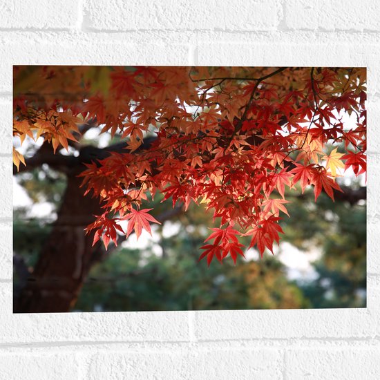 WallClassics - Muursticker - Rode Bladeren aan Boom - 40x30 cm Foto op Muursticker