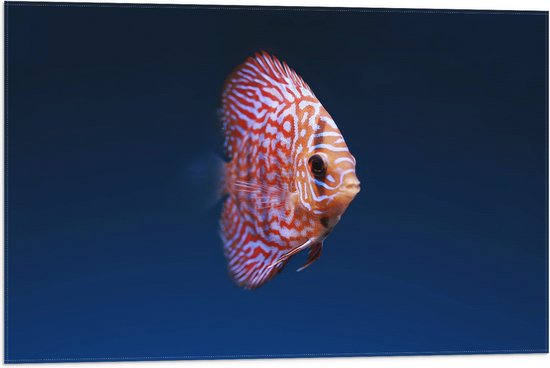 WallClassics - Vlag - Wit Oranje Discus Vis - 75x50 cm Foto op Polyester Vlag