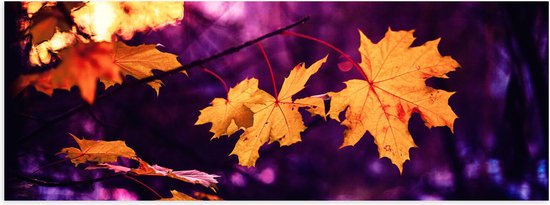 WallClassics - Poster Glanzend – Oranje Herfstbladeren met Paarse Achtergrond - 90x30 cm Foto op Posterpapier met Glanzende Afwerking