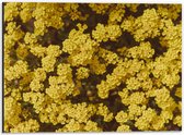 WallClassics - Dibond - Gele Bloemen - 40x30 cm Foto op Aluminium (Wanddecoratie van metaal)