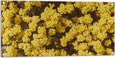 WallClassics - Tuinposter – Gele Bloemen - 100x50 cm Foto op Tuinposter  (wanddecoratie voor buiten en binnen)