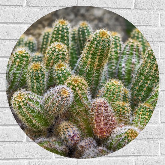 WallClassics - Muursticker Cercle - Petits cactus ensemble - 70x70 cm Photo sur Muursticker