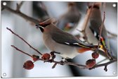 WallClassics - Poster de jardin - Vogel sur une branche avec baies - 75 x 50 cm Photo sur poster de jardin (décoration murale pour l'extérieur et l'intérieur)