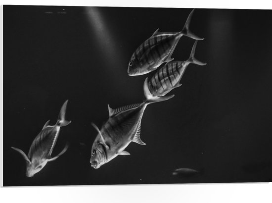 WallClassics - PVC Schuimplaat - Vissen in het Aquarium Zwart - Wit - 75x50 cm Foto op PVC Schuimplaat (Met Ophangsysteem)