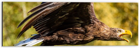WallClassics - Dibond - Vliegende Roofvogel - 60x20 cm Foto op Aluminium (Wanddecoratie van metaal)
