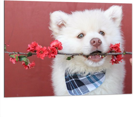 WallClassics - Dibond - Witte Hond met Bloementak - 100x75 cm Foto op Aluminium (Met Ophangsysteem)