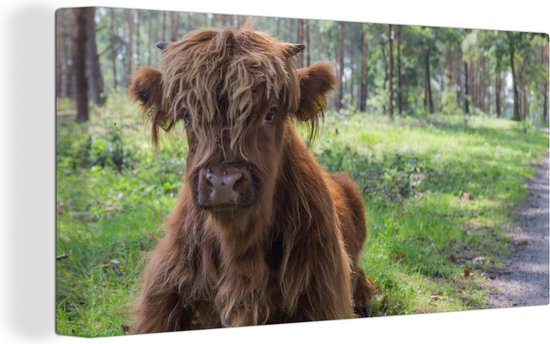 Tableau sur Toile Scottish Highlander - Crapaud - Animaux - 40x20 cm - Décoration murale