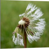 WallClassics - Dibond - Zaden van Paardenbloem af - 80x80 cm Foto op Aluminium (Met Ophangsysteem)