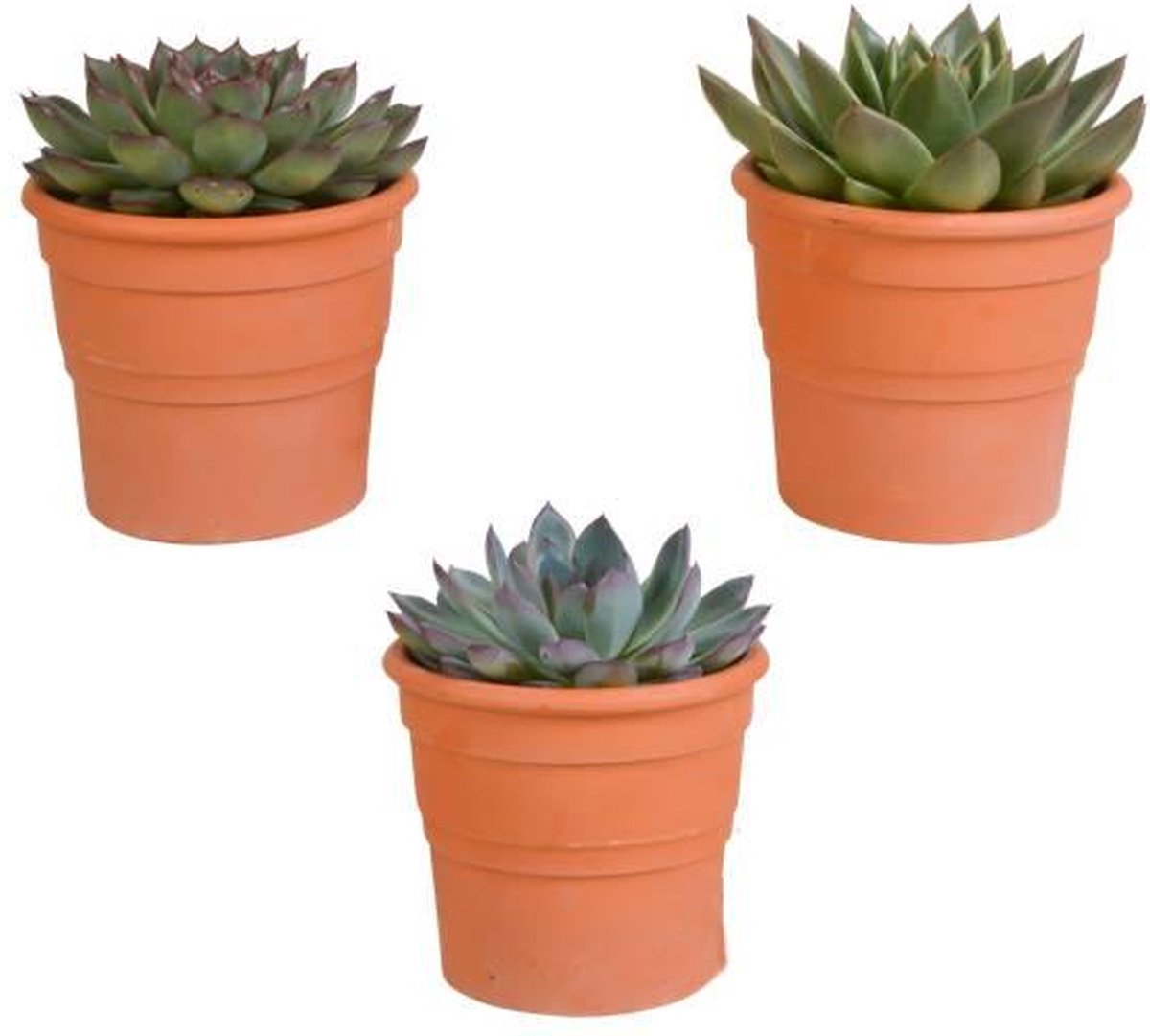 Casa Caron | Set van 3 Echeveria mix - Terracotta potjes