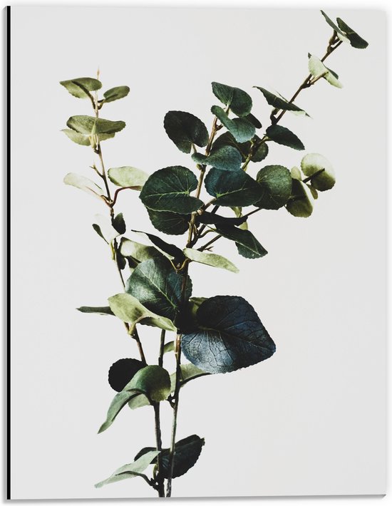 WallClassics - Dibond - Groene Smalle Plant tegen Witte Achtergrond - 30x40 cm Foto op Aluminium (Met Ophangsysteem)