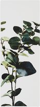 WallClassics - Poster brillant - Plante verte étroite sur fond Witte - 50 x 150 cm Photo sur papier poster avec finition brillante