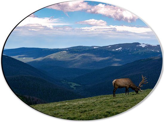WallClassics - Dibond Ovaal - Grazend Hert op Hoogste Berg van Berggebied - 40x30 cm Foto op Ovaal (Met Ophangsysteem)