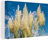 Canvas Schilderij Pampasgras - Plant - Natuur - 120x80 cm - Wanddecoratie