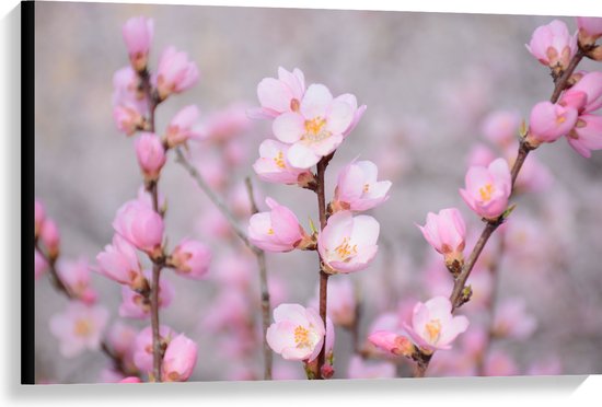 WallClassics - Canvas  - Kleine Roze Sakura Bloem - 90x60 cm Foto op Canvas Schilderij (Wanddecoratie op Canvas)