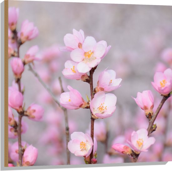 WallClassics - Hout - Kleine Roze Sakura Bloem - 80x80 cm - 12 mm dik - Foto op Hout (Met Ophangsysteem)