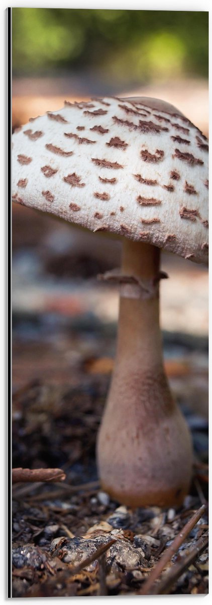 Dibond - Knolparasolzwam Paddenstoel in Bos - 20x60 cm Foto op Aluminium (Met Ophangsystee