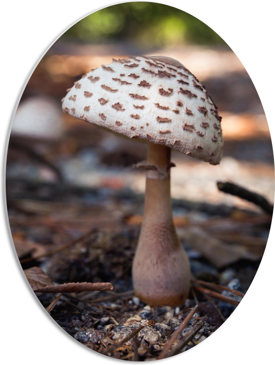 PVC Schuimplaat Ovaal - Knolparasolzwam Paddenstoel in Bos - 42x56 cm Foto op Ovaal (Met Ophangsysteem)