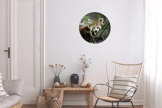 Bébé panda rouge entre les branches cercle mural en aluminium ⌀ 30 cm - impression photo sur cercle mural / cercle vivant / cercle de jardin (décoration murale)