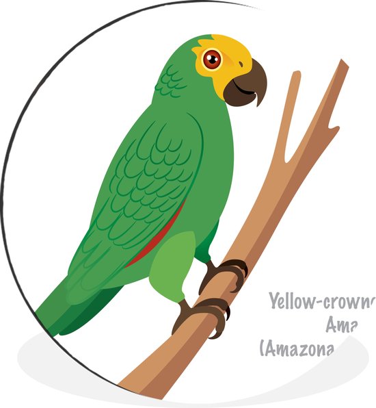 WallCircle - Wandcirkel - Muurcirkel - Een illustratie van een groene papegaai - Aluminium - Dibond - 30x30 cm - Binnen en Buiten