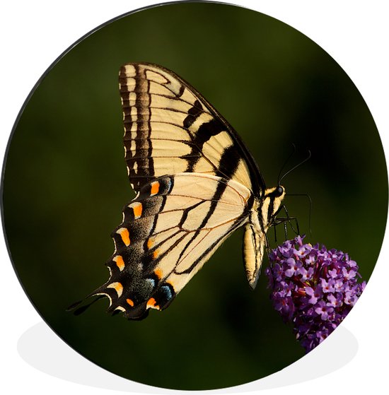 WallCircle - Wandcirkel - Muurcirkel - Papilio glaucus vlinder op een paarse vlinderstruik - Aluminium - Dibond - ⌀ 60 cm - Binnen en Buiten