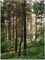 WallClassics - Poster (Mat) - Hoge Bomen met Groen in Bos - 30x40 cm Foto op Posterpapier met een Matte look