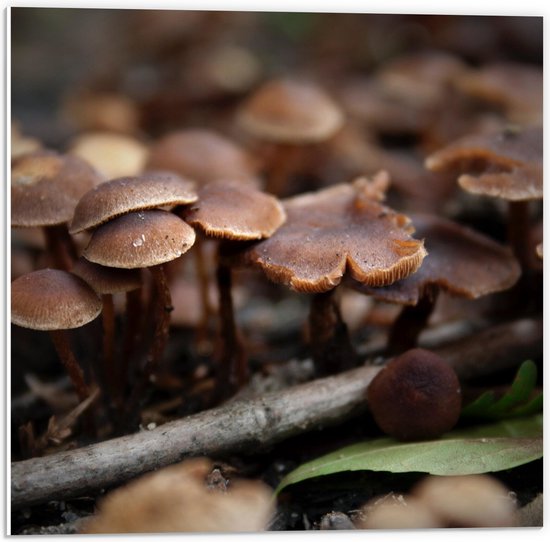 WallClassics - Hout - Bruine Paddenstoelen in het Bos - 60x90 cm - 12 mm dik - Foto op