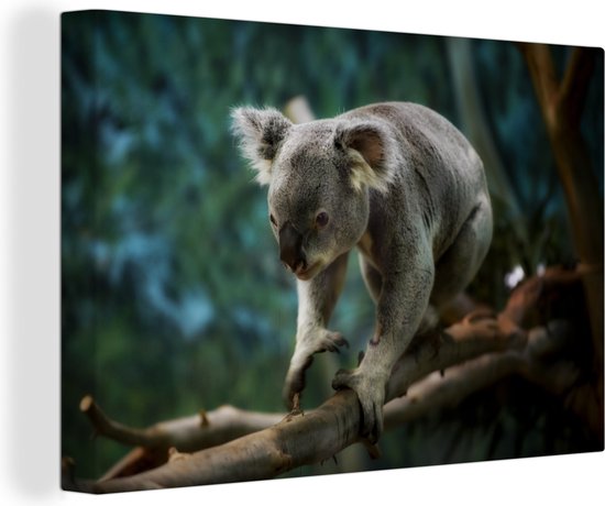 Klimmende koala op tak Canvas 30x20 cm - Foto print op Canvas schilderij (Wanddecoratie)