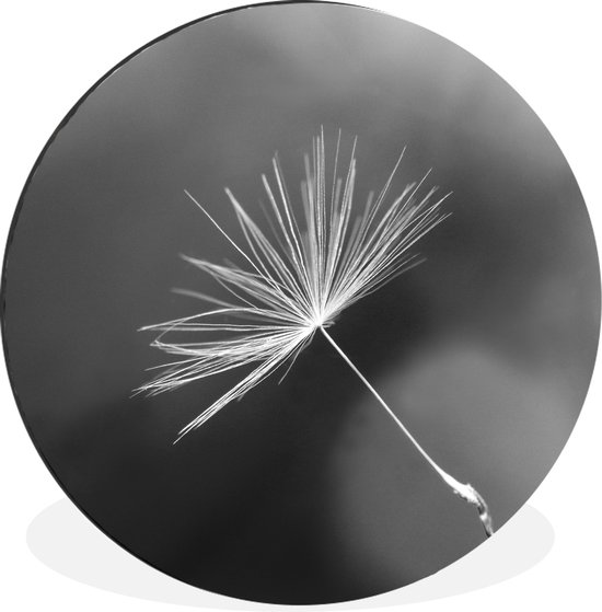Graine de pissenlit en cercle mural noir et blanc aluminium ⌀ 90 cm - impression photo sur cercle mural / cercle vivant / cercle de jardin (décoration murale)