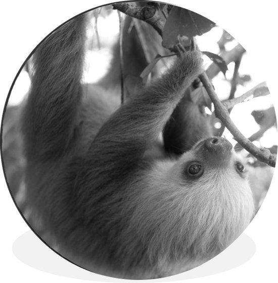 Bébé paresseux dans la forêt tropicale du Costa Rica en cercle mural noir et blanc aluminium ⌀ 90 cm - impression photo sur cercle mural / cercle vivant / cercle de jardin (décoration murale)