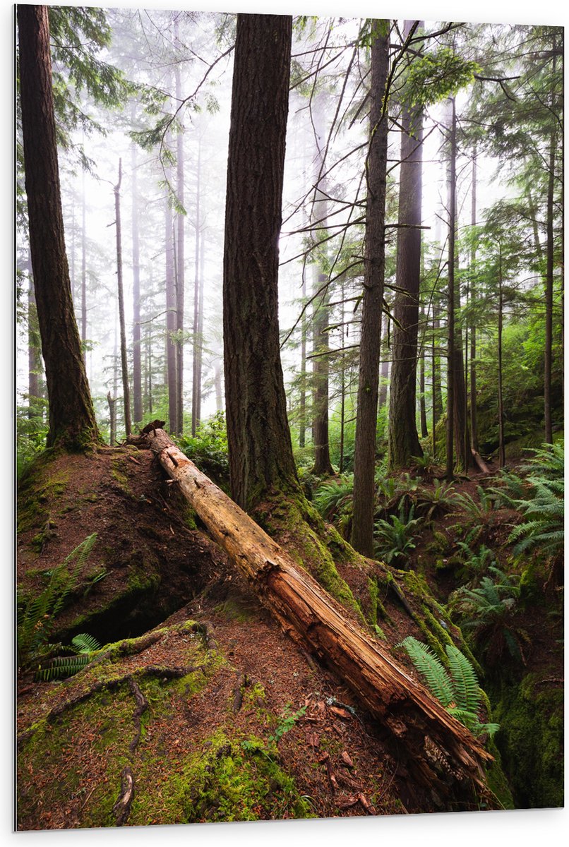 Dibond - Liggende Boomstam in Heuvelachtig Bos - 80x120 cm Foto op Aluminium (Wanddecorati