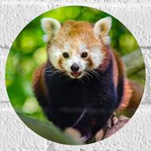 WallClassics - Muursticker Cirkel - Rode Panda in de Boom - 20x20 cm Foto op Muursticker
