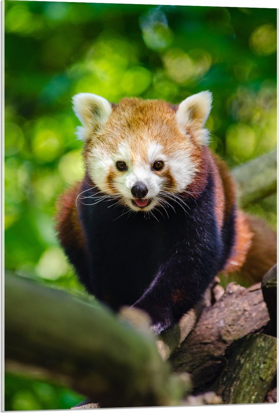 WallClassics - Acrylglas - Rode Panda in de Boom - 60x90 cm Foto op Acrylglas (Wanddecoratie op Acrylaat)