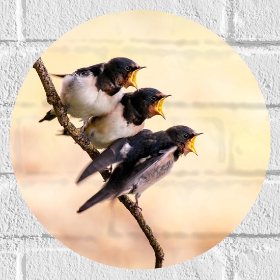 WallClassics - Muursticker Cirkel - Drie Hongerige Vogeltjes - 30x30 cm Foto op Muursticker