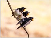 WallClassics - Poster Glanzend – Drie Hongerige Vogeltjes - 40x30 cm Foto op Posterpapier met Glanzende Afwerking