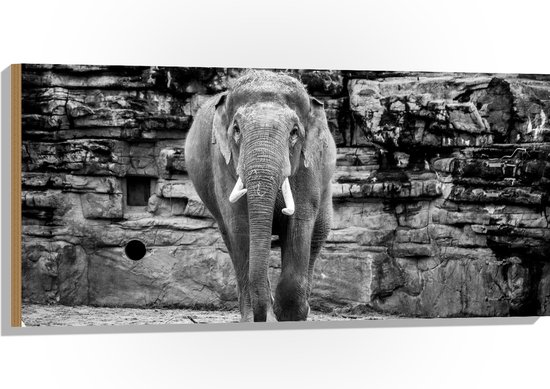 WallClassics - Hout - Olifant in de dierentuin Zwart - Wit - 100x50 cm - 12 mm dik - Foto op Hout (Met Ophangsysteem)